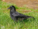 Crow - Wrona